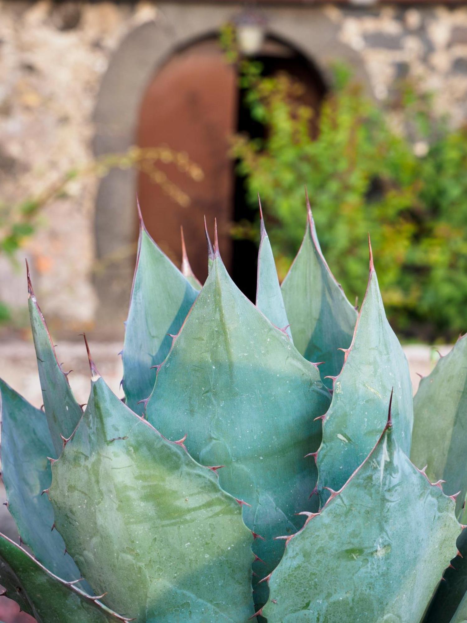 Podere Dell'Etna Segreta - Essential Nature Hotel & Glamping Biancavilla Exteriér fotografie